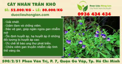 Cây Nhân Trần khô