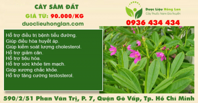 Cây sâm đất