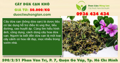 Cây Dừa Cạn khô