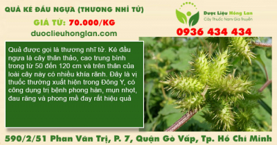Quả Ké Đầu Ngựa (Thương Nhỉ Tử)