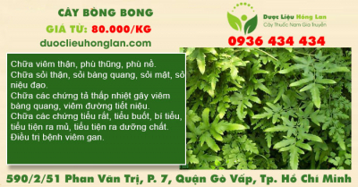 Cây bòng bong