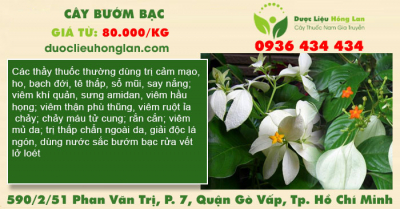 Cây bướm bạc