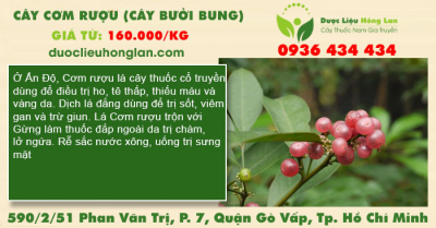 Cây cơm rượu (cây bưởi bung)