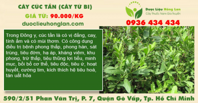 Cây Cúc Tần (Cây Từ Bi, Cây Đại Bì)