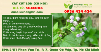 Cây Cứt Lợn (Cỏ Hôi)