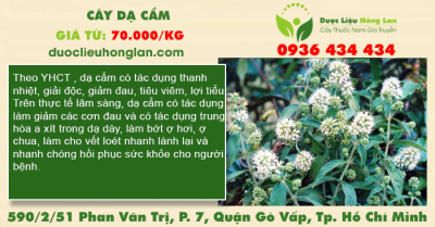 Cây dạ cẩm