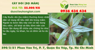 Cây Dòi (Bọ Mắm)