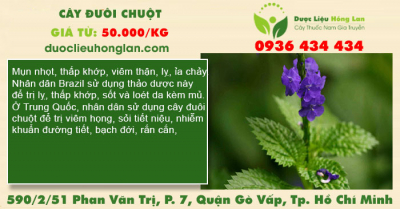 Cây đuôi chuột