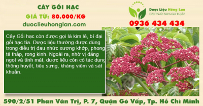 Cây Gối Hạc
