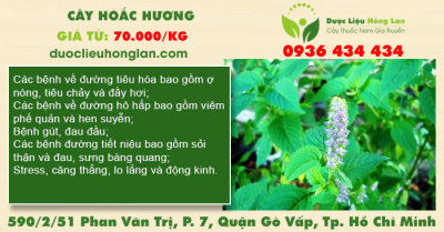Cây Hoắc Hương