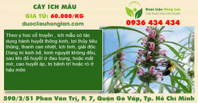 Cây ích mẫu