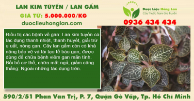Cây Lan kim tuyến / Lan Gấm/ Kim cương