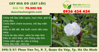 Cây Mía dò (cát lồi)