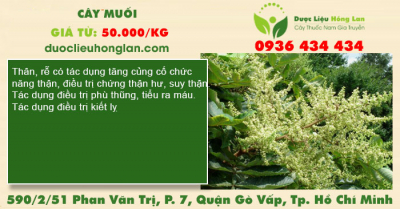 Cây Muối