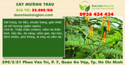 Cây muồng trâu