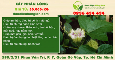 Cây nhãn lồng