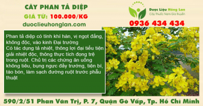 Cây Phan tả diệp