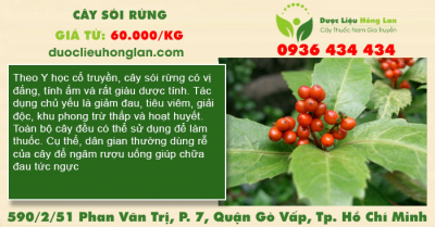 Cây Sói rừng
