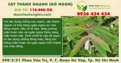 Cây thành ngạnh (đỏ ngọn)