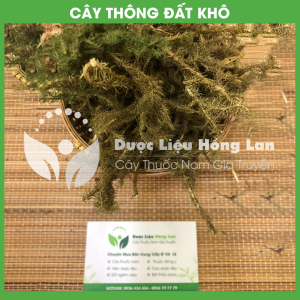 Cây Thông Đất