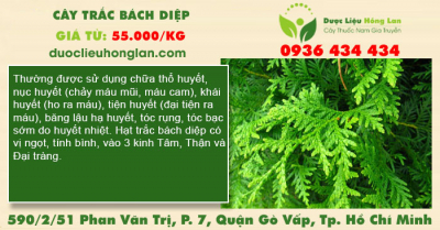 Cây trắc bách diệp