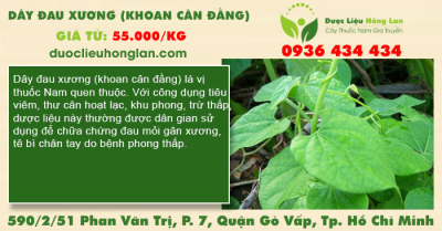 Dây đau xương (Khoan Cân Đằng)