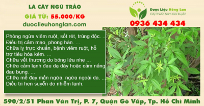 Lá cây ngũ trảo