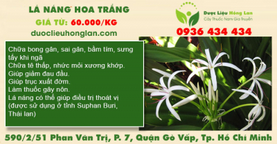 Lá náng hoa trắng