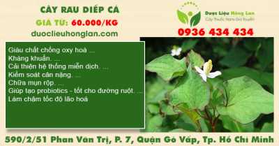 Cây rau diếp cá