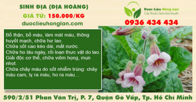 Sinh Địa (Địa Hoàng)