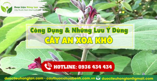 Công dụng và tác dụng của Cây An Xoa khô với sức khỏe