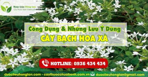 Công dụng và tác dụng của Cây Bạch Hoa Xà (Bạch Tuyết Hoa) với sức khỏe