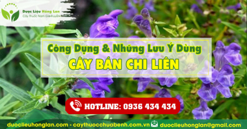 Công dụng và tác dụng của Cây Bán Chi Liên với sức khỏe