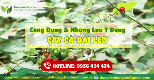 Công dụng và tác dụng của Cây Cà Gai Leo Khô với sức khỏe