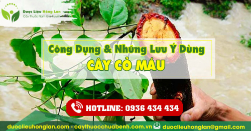 Công dụng và tác dụng của Cây Cỏ Máu với sức khỏe