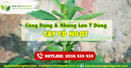 Công dụng và tác dụng của Cây Cỏ Ngọt khô với sức khỏe