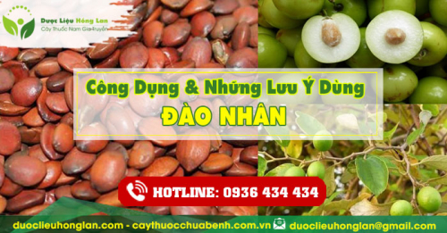 Công dụng và tác dụng của Táo Nhân với sức khỏe