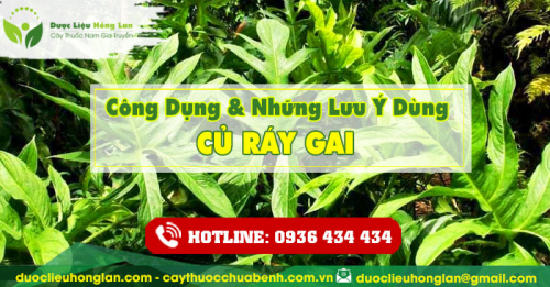 Công dụng và tác dụng của Củ Ráy Gai khô với sức khỏe