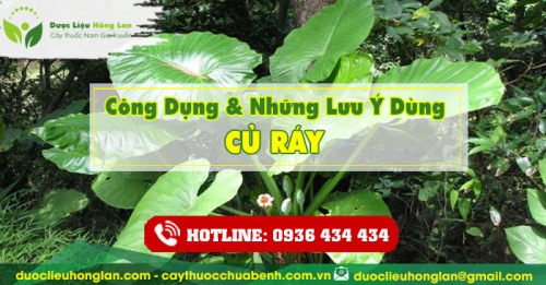 Công dụng và tác dụng của Củ ráy (ráy dại, dã vu) với sức khỏe