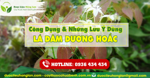 Công dụng và tác dụng của Lá Cây Dâm Dương Hoắc khô với sức khỏe