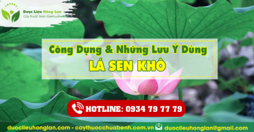 Công dụng và tác dụng của Lá Sen khô với sức khỏe