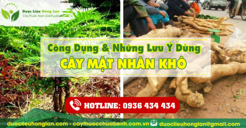 Công dụng và tác dụng của Cây Mật Nhân khô với sức khỏe