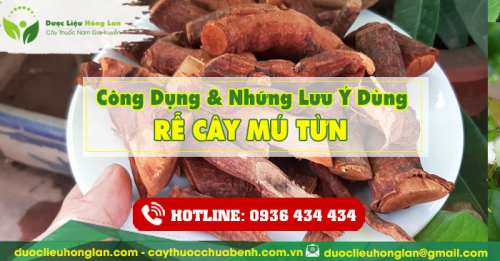 Công dụng và tác dụng của Cây Mú Từn khô với sức khỏe