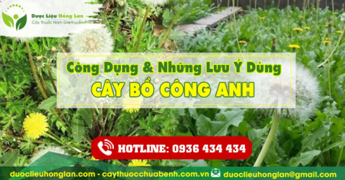 Công dụng và tác dụng của Cây Bồ Công Anh Khô với sức khỏe