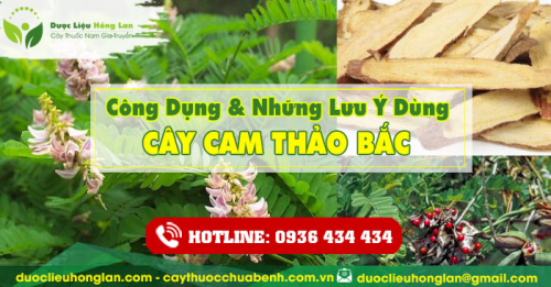 Công dụng và tác dụng của Cây Cam Thảo Bắc với sức khỏe