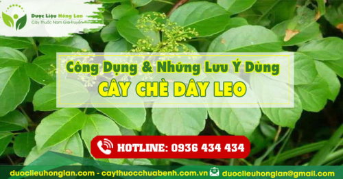 Công dụng và tác dụng của Chè Dây Leo với sức khỏe
