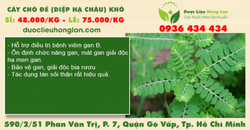 Cây Chó Đẻ (Diệp Hạ Châu) khô