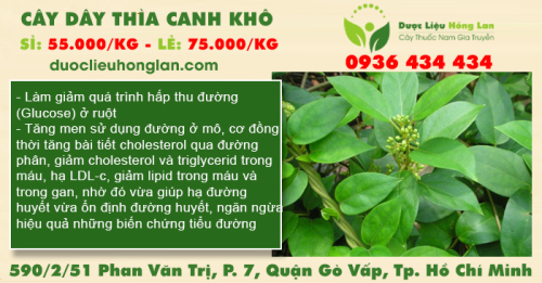 Cây Dây Thìa Canh khô