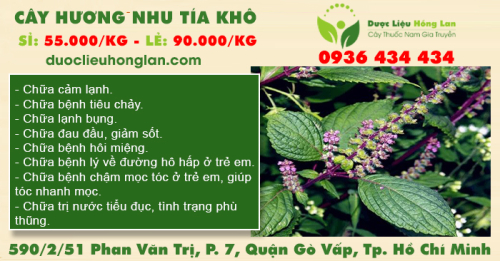 Cây Hương Nhu Tía Khô