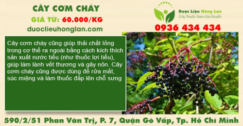Cây cơm cháy